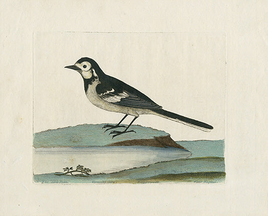 Albin Water Wagtail, Motacilla Alba - Panteek Antique Prints