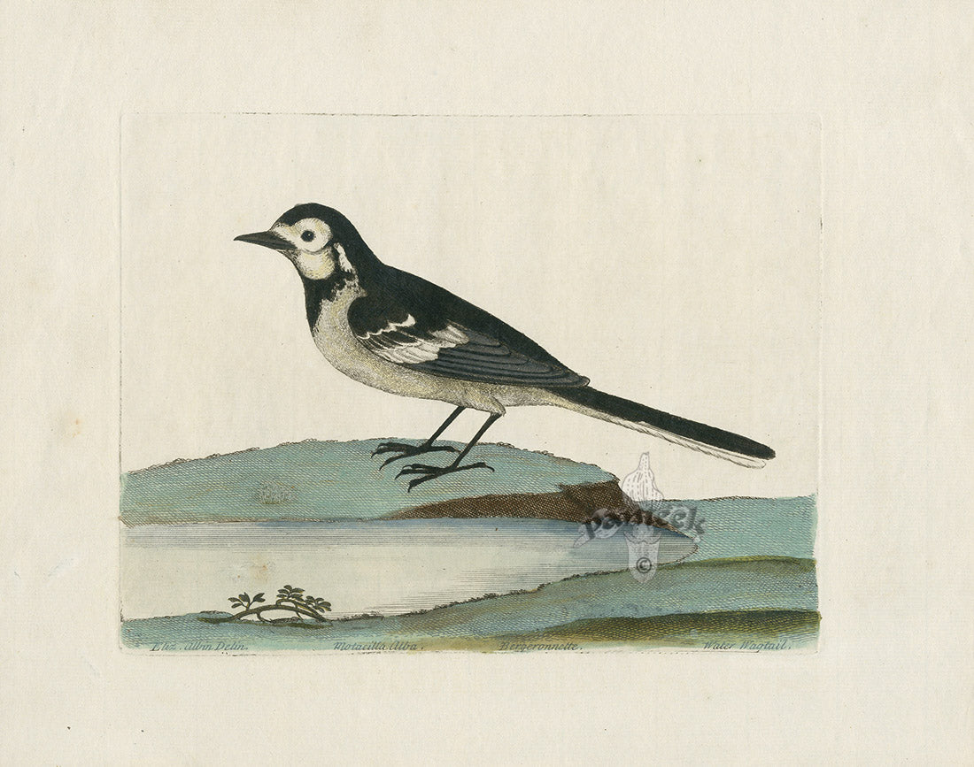 Albin Water Wagtail, Motacilla Alba