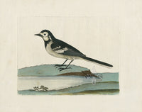 Albin Water Wagtail, Motacilla Alba - Panteek Antique Prints