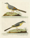 Albin Yellow Water Wagtail, Motacilla Flava - Panteek Antique Prints
