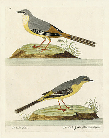 Albin Yellow Water Wagtail, Motacilla Flava - Panteek Antique Prints