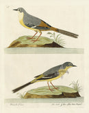 Albin Yellow Water Wagtail, Motacilla Flava - Panteek Antique Prints