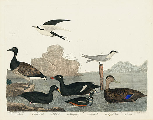Alexander Wilson 1829 Brandt, Scoter Duck, Velvet Duck, Harlequin Duck - Panteek Antique Prints