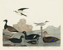 Alexander Wilson 1829 Brandt, Scoter Duck, Velvet Duck, Harlequin Duck - Panteek Antique Prints