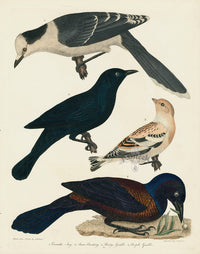 Alexander Wilson 1829 Canada Jay, Snow Bunting, Rusty Grackle - Panteek Antique Prints