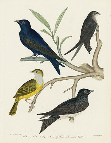 Alexander Wilson 1829 Chimney Swallow, Purple Martin, Connecticut Warbler