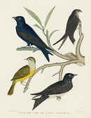 Alexander Wilson 1829 Chimney Swallow, Purple Martin, Connecticut Warbler - Panteek Antique Prints