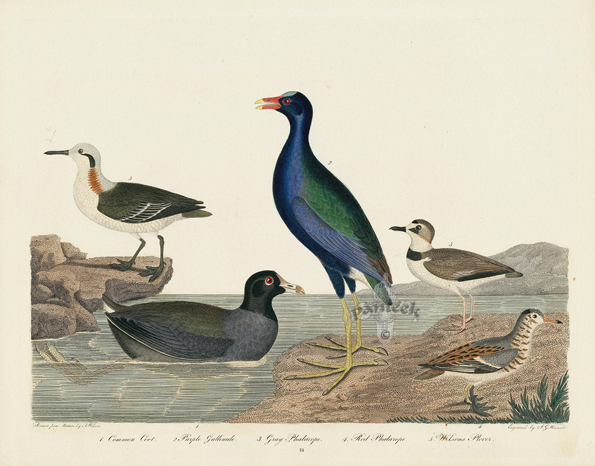 Alexander Wilson 1829 Coot, Purple Gallinule, Plover