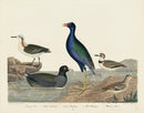 Alexander Wilson 1829 Coot, Purple Gallinule, Plover - Panteek Antique Prints