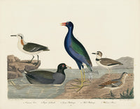 Alexander Wilson 1829 Coot, Purple Gallinule, Plover - Panteek Antique Prints