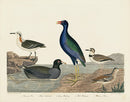 Alexander Wilson 1829 Coot, Purple Gallinule, Plover - Panteek Antique Prints