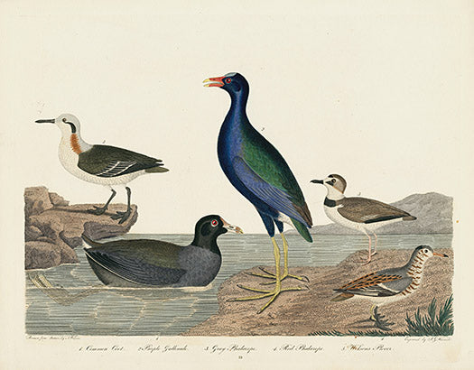 Alexander Wilson 1829 Coot, Purple Gallinule, Plover - Panteek Antique Prints