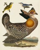 Alexander Wilson 1829 Grous, Warbler - Panteek Antique Prints