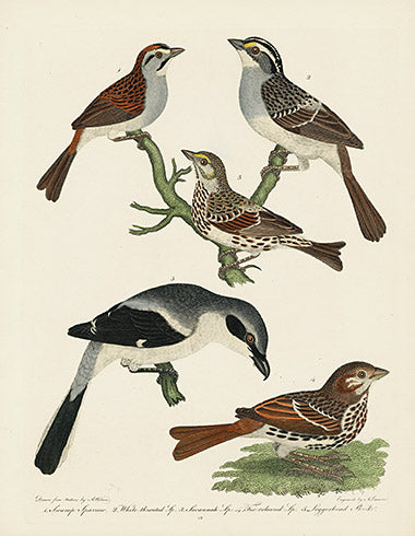 Alexander Wilson 1829 Loggerhead Shrike, Swamp Sparrow, Savannah Sparrow