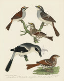Alexander Wilson 1829 Loggerhead Shrike, Swamp Sparrow, Savannah Sparrow - Panteek Antique Prints