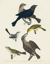 Alexander Wilson 1829 Maryland Yellow-throat, Cow Bunting - Panteek Antique Prints