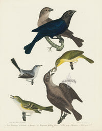 Alexander Wilson 1829 Maryland Yellow-throat, Cow Bunting - Panteek Antique Prints