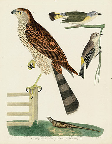 Alexander Wilson 1829 Sharp shinned Hawk, Redstart, Yellow Rump
