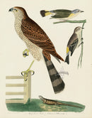 Alexander Wilson 1829 Sharp shinned Hawk, Redstart, Yellow Rump - Panteek Antique Prints