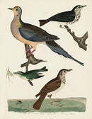 Alexander Wilson 1829 Turtle Dove, Hermit Thrush - Panteek Antique Prints