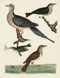 Alexander Wilson 1829 Turtle Dove, Hermit Thrush - Panteek Antique Prints