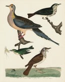 Alexander Wilson 1829 Turtle Dove, Hermit Thrush - Panteek Antique Prints