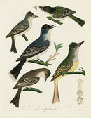 Alexander Wilson 1829 Tyrant Flycatcher, Wood Pewee - Panteek Antique Prints