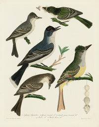 Alexander Wilson 1829 Tyrant Flycatcher, Wood Pewee - Panteek Antique Prints