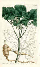 American Ginseng Curtis Carnivorous Botanical - Panteek Antique Prints