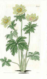 American Globe Flower Curtis Carnivorous Botanical - Panteek Antique Prints