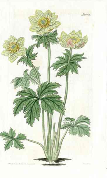 American Globe Flower Curtis Carnivorous Botanical