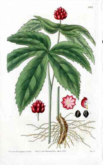 American Goldenseal Curtis Carnivorous Botanical