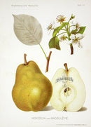 Antique Apple & Pear Prints by Pfeiffer 1912 Angouleme - Panteek Antique Prints