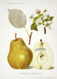 Antique Apple & Pear Prints by Pfeiffer 1912 Angouleme - Panteek Antique Prints