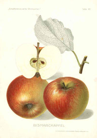 Antique Apple & Pear Prints by Pfeiffer 1912 Bismarkapfel - Panteek Antique Prints