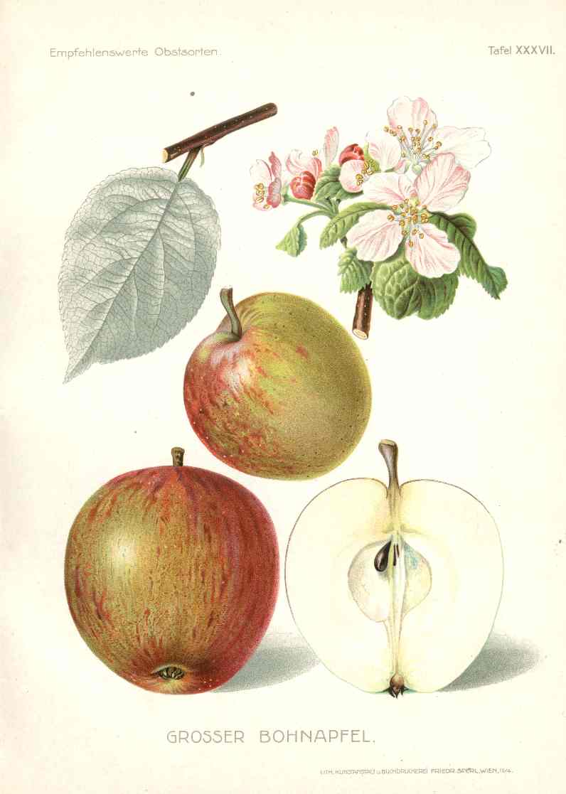 Antique Apple & Pear Prints by Pfeiffer 1912 Bohnapfel