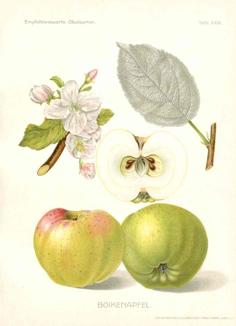 Antique Apple & Pear Prints by Pfeiffer 1912 Boikenapfel