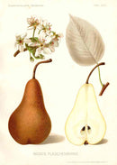 Antique Apple & Pear Prints by Pfeiffer 1912 Boscs - Panteek Antique Prints