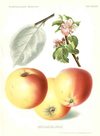 Antique Apple & Pear Prints by Pfeiffer 1912 Brunerlinge - Panteek Antique Prints