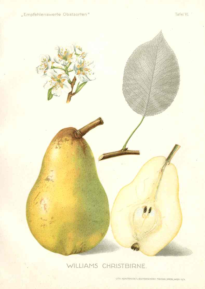 Antique Apple & Pear Prints by Pfeiffer 1912 Christbirne