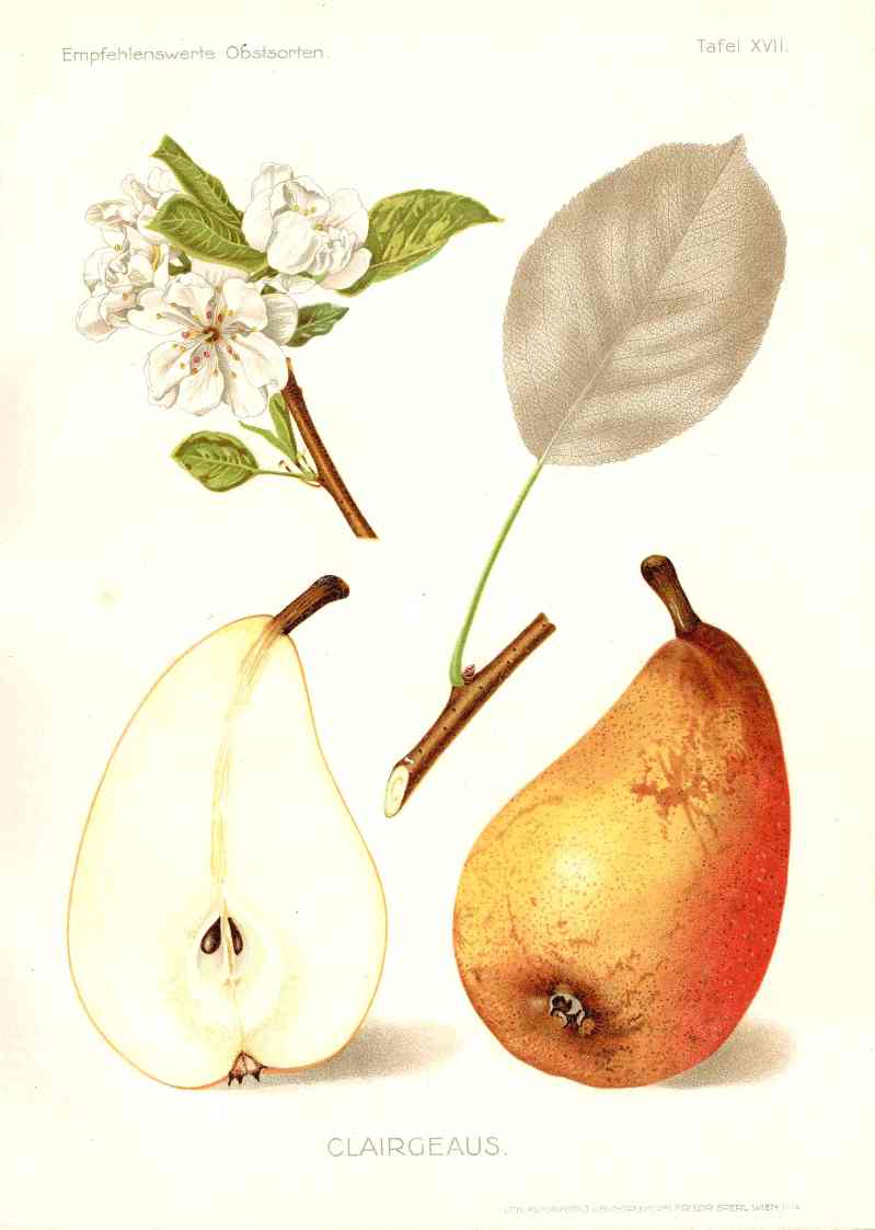 Antique Apple & Pear Prints by Pfeiffer 1912 Clairgeaus