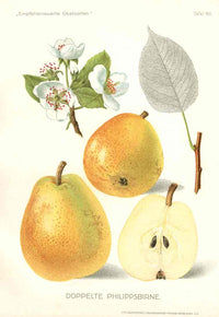 Antique Apple & Pear Prints by Pfeiffer 1912 Doppelte - Panteek Antique Prints