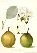 Antique Apple & Pear Prints by Pfeiffer 1912 Edelcrassane - Panteek Antique Prints