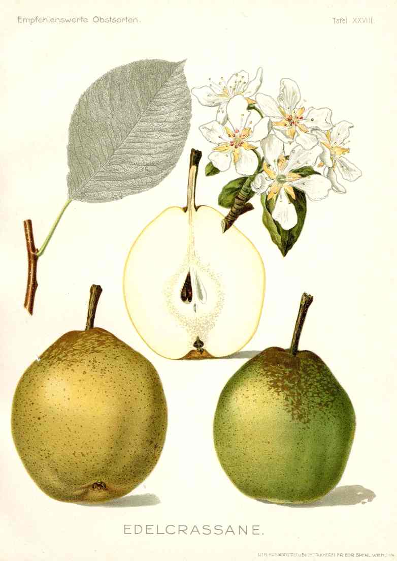 Antique Apple & Pear Prints by Pfeiffer 1912 Edelcrassane