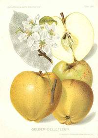 Antique Apple & Pear Prints by Pfeiffer 1912 Gelber - Panteek Antique Prints