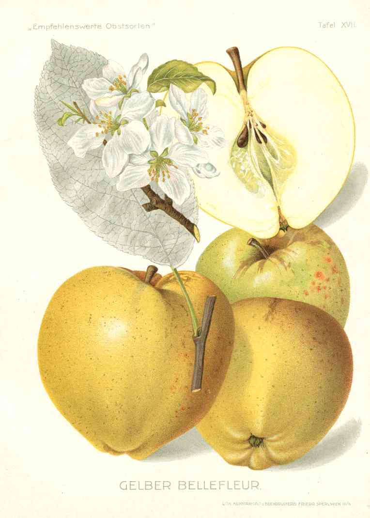 Antique Apple & Pear Prints by Pfeiffer 1912 Gelber
