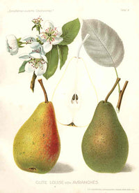 Antique Apple & Pear Prints by Pfeiffer 1912 Gute Louise - Panteek Antique Prints