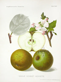 Antique Apple & Pear Prints by Pfeiffer 1912 Herbst-Reinette - Panteek Antique Prints