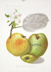 Antique Apple & Pear Prints by Pfeiffer 1912 Kardinal - Panteek Antique Prints