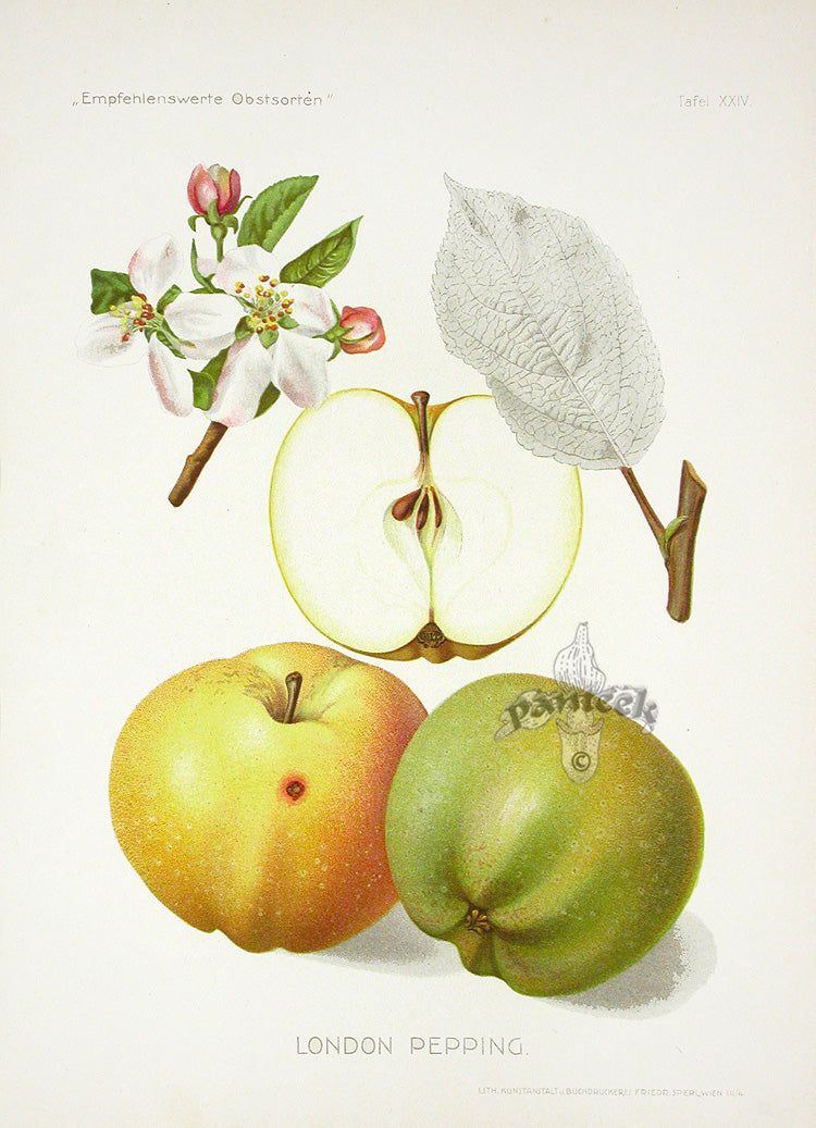 Antique Apple & Pear Prints by Pfeiffer 1912 London Pepping